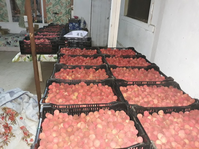 Il ne reste plus qu’à mettre les litchis dans les cartons.