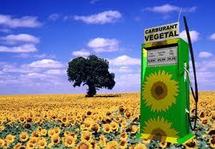 Les biocarburants pourraient représenter 27% des besoins mondiaux en 2050