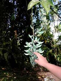 Sport, santé et loisirs au jardin Vaipahi ; Bouger contre l'asthme.