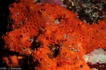 L’Alis, le navire océanographique de l’IRD est de retour dans les eaux polynésiennes