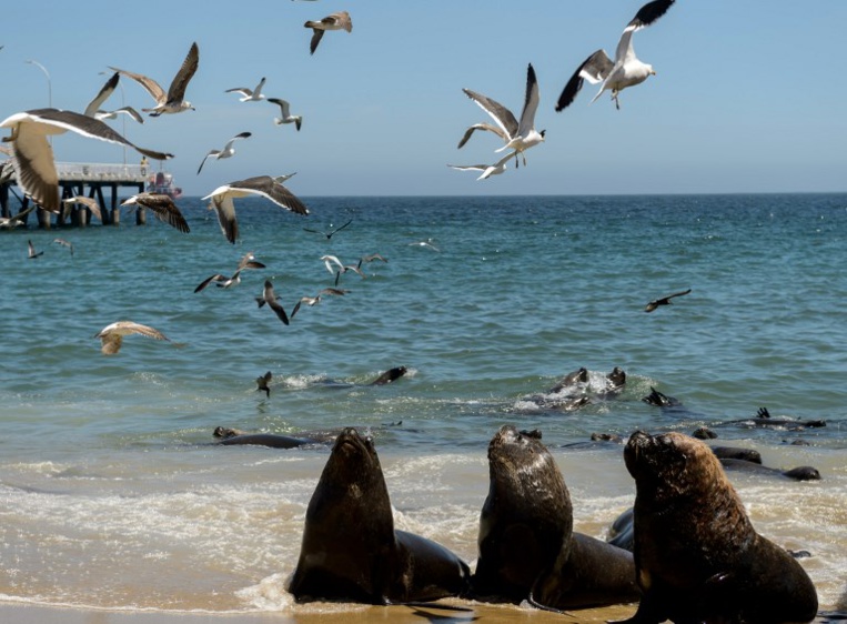 Les lions de mer, cauchemar des pêcheurs au Chili