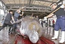 Japon: des pêcheurs d'un village dévasté reprennent la chasse à la baleine