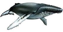 Une étude met en évidence les étonnantes capacités d’orientation des baleines à bosse
