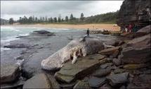 Australie: le cadavre d'un cachalot échoué embarrasse les autorités