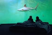 Un requin vivant peut générer 2 millions de dollars grâce au tourisme