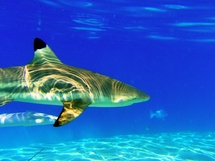 Recensement des mammifères marins par observation aérienne