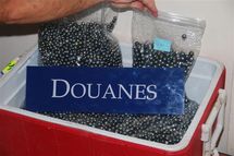 Douane: Importantes saisies de perles à l'aéroport de Tahiti Faa'a
