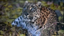 Inde : des drones et des éléphants pour retrouver un léopard en fuite