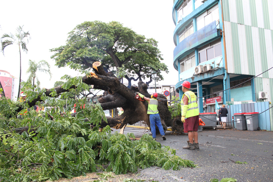 Chute d'un arbre en plein centre ville de Papeete