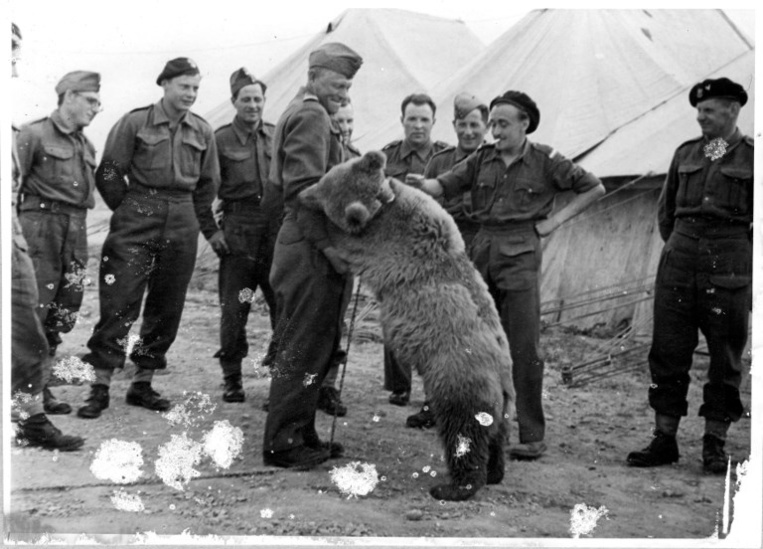 Un vrai "ours soldat" de la 2e Guerre mondiale héros d'un dessin animé