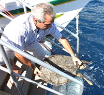 Le Haut‐Commissaire au chevet des tortues marines de Moorea
