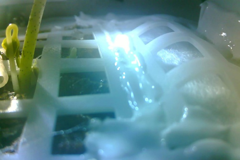 Chine: une graine de coton a germé sur la Lune, une première Chine: une graine de coton a germé sur la Lune, une première