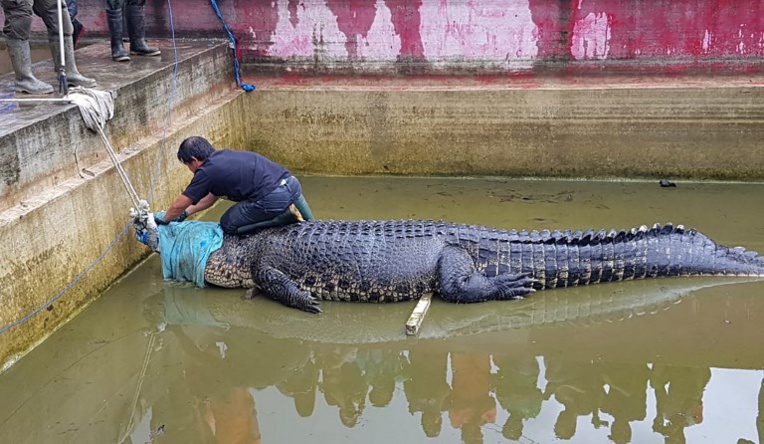 Indonésie: un crocodile apprivoisé dévore une femme Indonésie: un crocodile apprivoisé dévore une femme