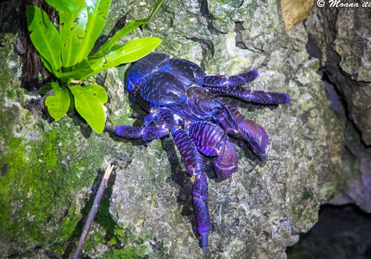 Makatea : un tourisme vert qui ne demande qu'à être exploité Makatea : un tourisme vert qui ne demande qu'à être exploité