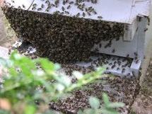 Algérie: des abeilles empêchent un affrontement pour un lopin de terre