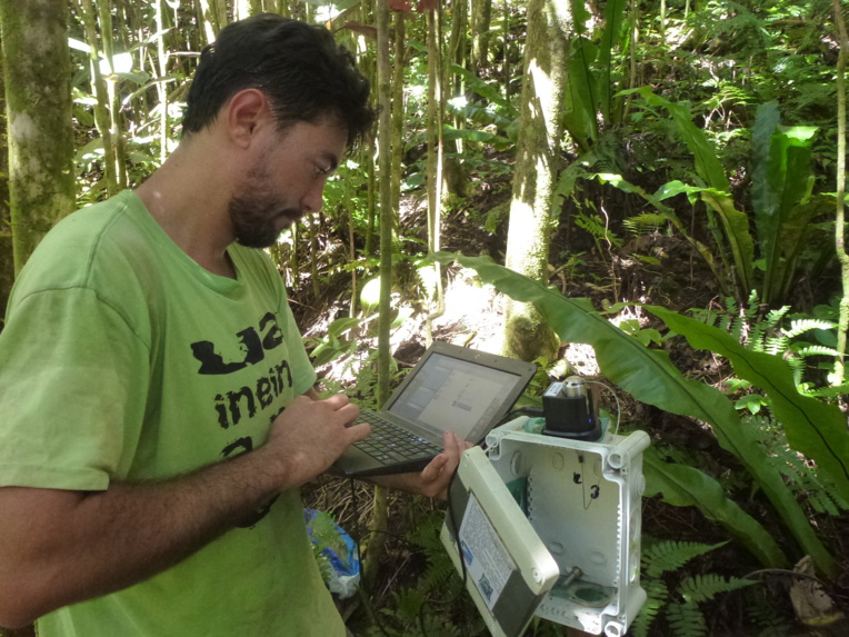 Ravahere Taputuarai à Hamuta en 2015, il relève des données à 900 m (Crédit : Jean-Yves Meyer). Ravahere Taputuarai à Hamuta en 2015, il relève des données à 900 m (Crédit : Jean-Yves Meyer).