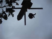 Destruction de 1 500 pieds de paka aux Australes