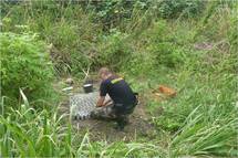 Destruction de 1 500 pieds de paka aux Australes