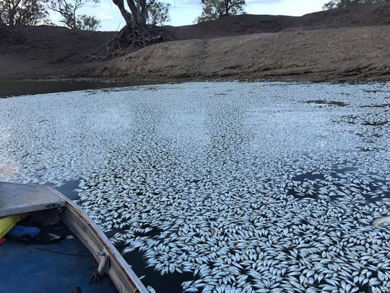 Un tapis de cadavres: mort de "centaines de milliers" de poissons en Australie