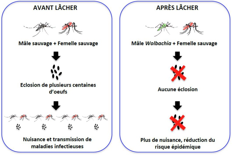 Le principe de la Technique de l'insecte incompatible (Source ILM).