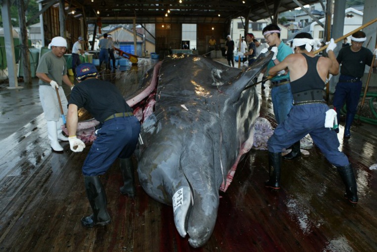 Japon: à Minamiboso, la pêche à la baleine est une raison d'être Japon: à Minamiboso, la pêche à la baleine est une raison d'être