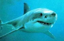 Cri d'alarme face au risque de disparition des requins
