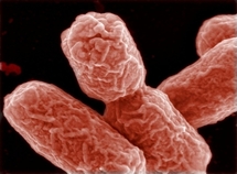 Bactérie mortelle: un cas confirmé aux USA après un voyage en Allemagne