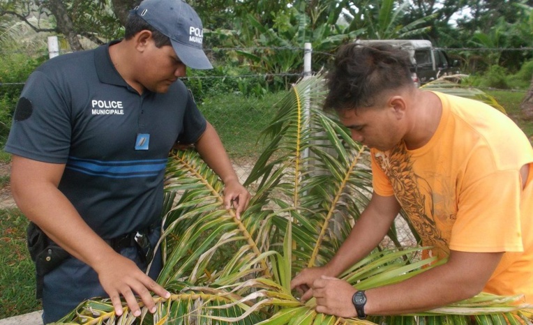 Des micro-guêpes pour lutter contre les mouches des fruits et le Bronstispa du cocotier Des micro-guêpes pour lutter contre les mouches des fruits et le Bronstispa du cocotier