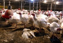 Arsenic dans les poulets : Pfizer cesse de vendre le Roxarsone aux USA