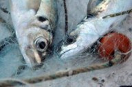 Pêche: à partir du 14 juin la France mangera du poisson étranger
