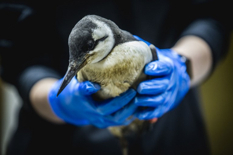 La mort inexpliquée de milliers d'oiseaux marins inquiète aux Pays-Bas