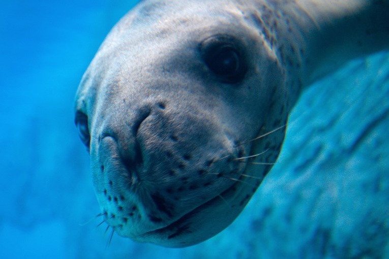 Nouvelle-Zélande: dans les déjections d'un léopard de mer, une clef USB exploitable Nouvelle-Zélande: dans les déjections d'un léopard de mer, une clef USB exploitable