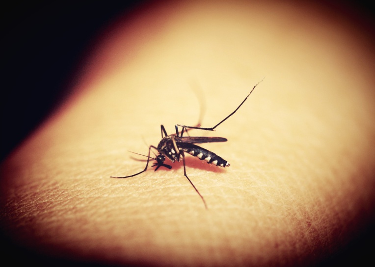 Une gendarme meurt de la dengue en Nouvelle-Calédonie