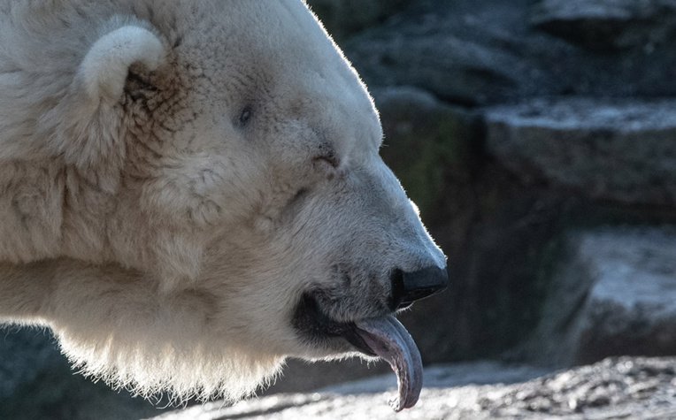Un archipel arctique russe sonne l'alarme face à l'"invasion" d'ours polaires agressifs Un archipel arctique russe sonne l'alarme face à l'"invasion" d'ours polaires agressifs