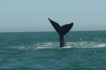 Australie: deux blessés dans une collision entre une baleine et un bateau