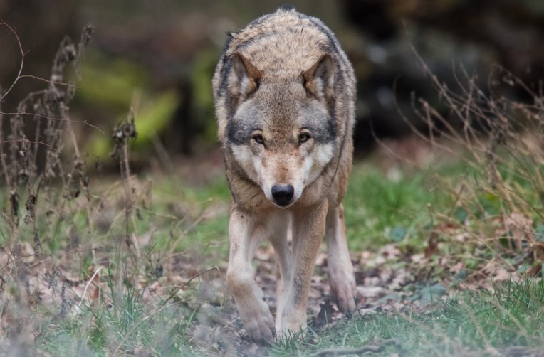 Var: un loup au "comportement agressif" abattu près d'un camping
