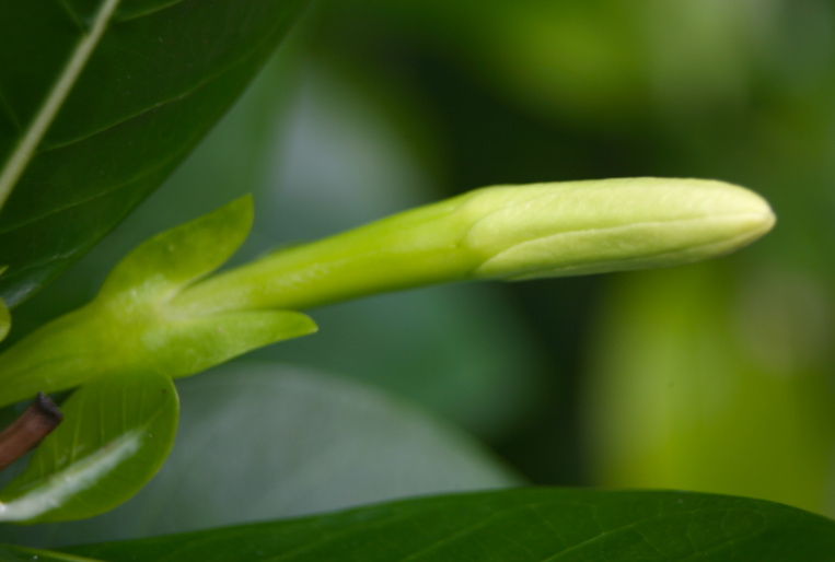 "Umoa tea" : le bouton floral est maintenant très dégagé des sépales. "Umoa tea" : le bouton floral est maintenant très dégagé des sépales.