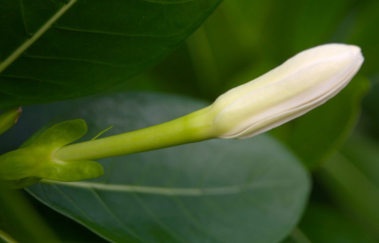 "Ua pua te tiare" ; la fleur est quasiment là ; les hommes peuvent l'arborer sur l'oreille. "Ua pua te tiare" ; la fleur est quasiment là ; les hommes peuvent l'arborer sur l'oreille.