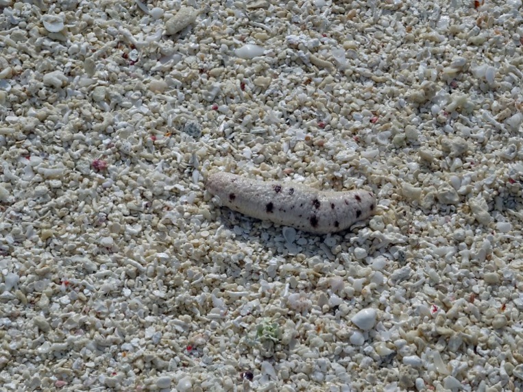 Braconnage en Corse : saisie de 200 kg de concombres de mer