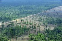 Les forêts tropicales de Sumatra et du Honduras déclarées en péril (Unesco)