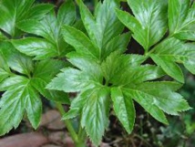 Star des remèdes traditionnels, une plante japonaise intéresse désormais la science (étude)
