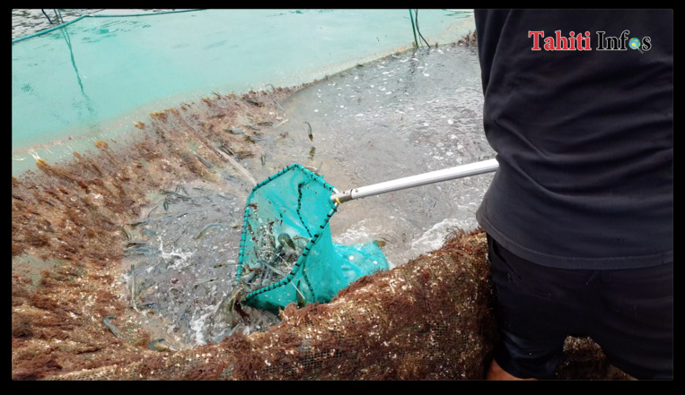 600 kg de crevettes bleues ont été volés à Mitirapa.
