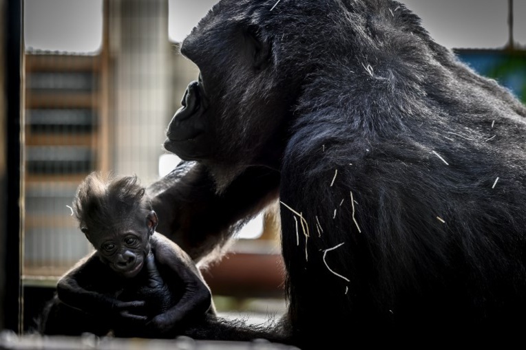 Un bébé gorille fait la joie d'un parc zoologique de la Loire
