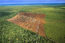Amazonie: la forêt victime d'herbicides répandus par avion