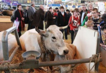 Salon de l'Agriculture: protéger les cultures des insectes grâce aux odeurs Salon de l'Agriculture: protéger les cultures des insectes grâce aux odeurs