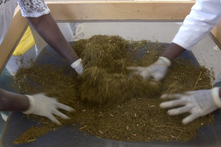Des plantes pour soigner le palu ? "Inefficace et irresponsable", dénonce l'Académie de médecine Des plantes pour soigner le palu ? "Inefficace et irresponsable", dénonce l'Académie de médecine