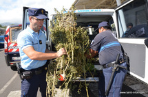 500 pieds de paka saisis à Faa'a
