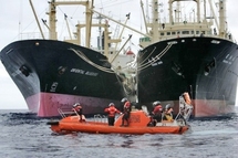 Tsunami japonais: "Robin des Bois" s'inquiète pour les baleines