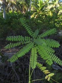 Sesbania coccinea subsp. atollensis var. parkinsonii Feuillage 1 Terre Farepaea Tupai