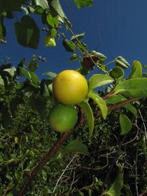 Ximenia americana var. americana Fruits 2 Pointe Paopao Bora Bora